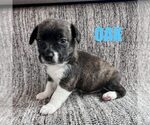 Oak - Male Chihuahua-Unknown Mix Dog for Adoption - Small photo