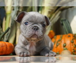 Small Photo #5 French Bulldog Puppy For Sale in SULLIVAN, OH, USA