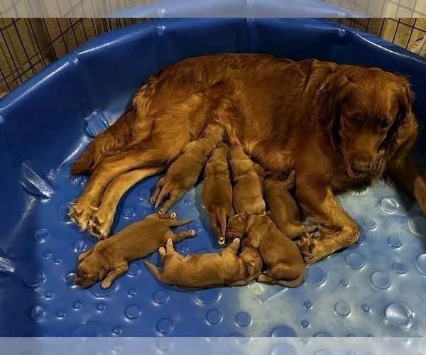 Medium Photo #1 Golden Retriever Puppy For Sale in ELIZABETH CITY, NC, USA