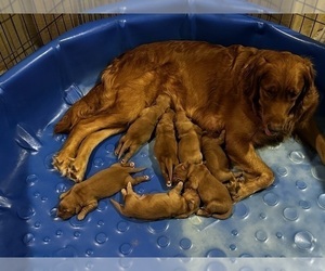 Golden Retriever Litter for sale in ELIZABETH CITY, NC, USA