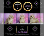 Small Photo #108 Maltipoo (Toy) Puppy For Sale in WARSAW, IN, USA