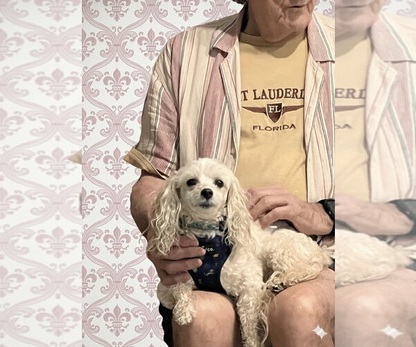 Medium Photo #10 Poodle (Miniature)-Unknown Mix Puppy For Sale in Plantation, FL, USA