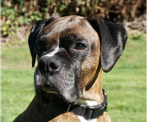 Boxer Dogs for adoption in Stanwood, WA, USA