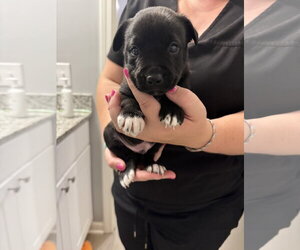 Labrador Retriever-Unknown Mix Dogs for adoption in Holly Springs, NC, USA