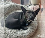 Small #15 Labrador Retriever Mix