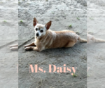 Small #4 Chihuahua Mix