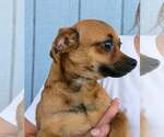 Small #2 Chihuahua