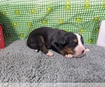 Small #1 Bernese Mountain Dog