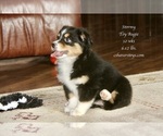 Small Photo #6 Aussie-Corgi Puppy For Sale in LIND, WA, USA