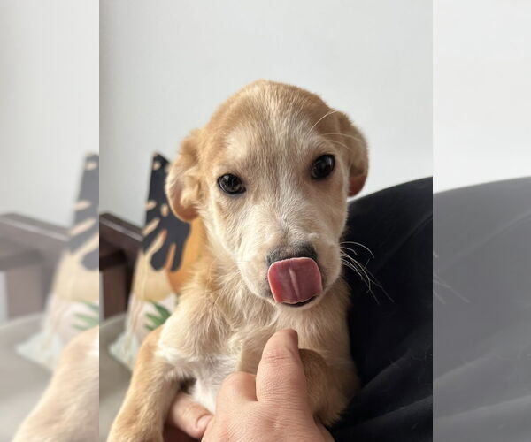 Medium Photo #2 Labrador Retriever-Unknown Mix Puppy For Sale in San Diego, CA, USA