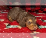 Small Photo #1 Dachshund Puppy For Sale in MURFREESBORO, TN, USA