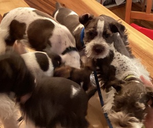 King Schnauzer Puppy for sale in GRANBURY, TX, USA