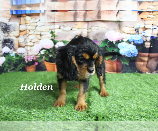 Medium Photo #23 Cavalier King Charles Spaniel Puppy For Sale in CHANUTE, KS, USA