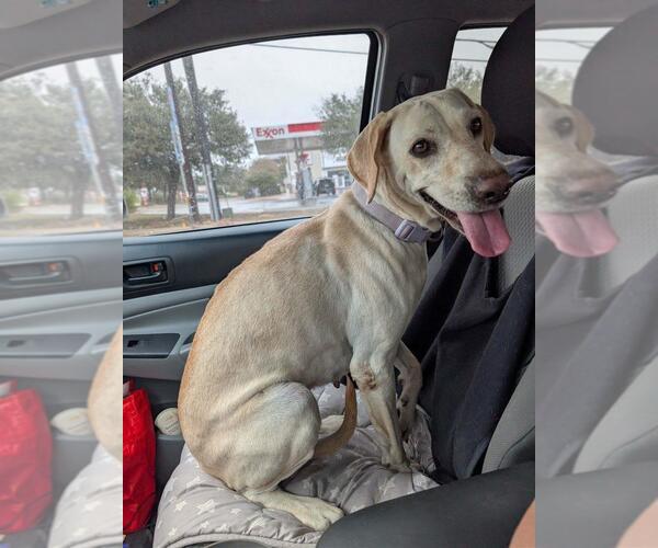Medium Photo #9 Labrador Retriever Puppy For Sale in Fort Worth, TX, USA