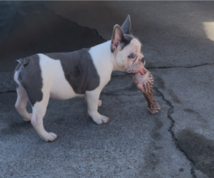 French Bulldog Puppy for sale in ANTIOCH, CA, USA