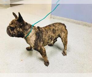 French Bulldog Dogs for adoption in Orange, CA, USA