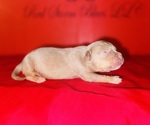 Small #1 American Bully