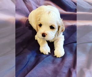 Cocker Spaniel Puppy for sale in LAKE RIDGE, VA, USA