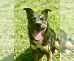 Small #65 Rottweiler Mix