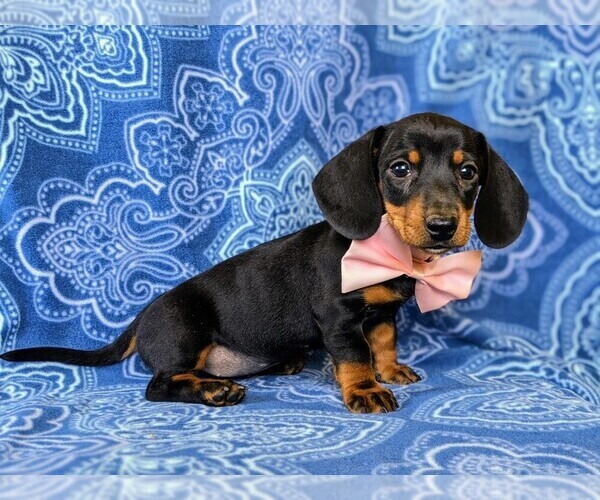 Medium Photo #2 Dachshund Puppy For Sale in HONEY BROOK, PA, USA