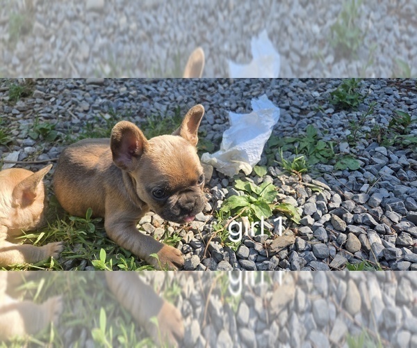 Medium Photo #5 French Bulldog Puppy For Sale in MAPLETON, ME, USA