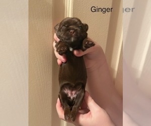 Medium Shorkie Tzu