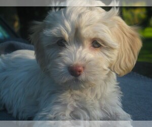 Havanese Puppy for sale in WILSON, NY, USA