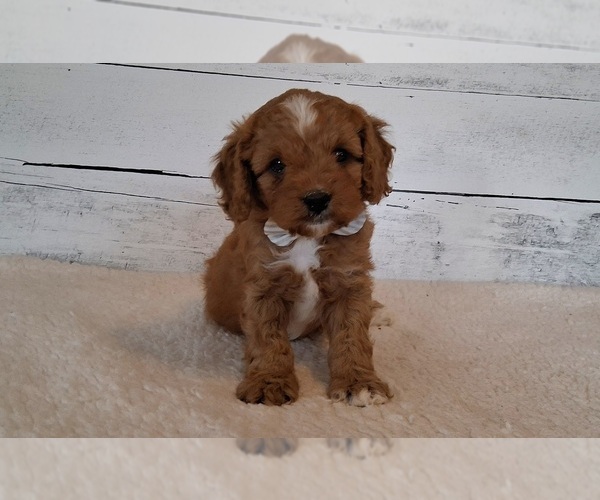 Medium Photo #1 Cavapoo (Miniature) Puppy For Sale in HANCOCK, MN, USA