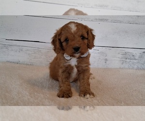 Cavapoo (Miniature) Puppy for sale in HANCOCK, MN, USA