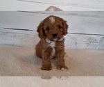Small Cavapoo (Miniature)