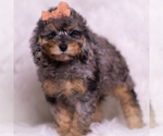 Small Photo #91 Poodle (Miniature) Puppy For Sale in WARSAW, IN, USA