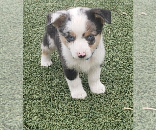 Medium Photo #1 Aussie-Corgi Puppy For Sale in BRIGGSDALE, CO, USA