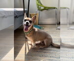 Small #6 Chiweenie