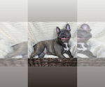 Small Photo #2 French Bulldog Puppy For Sale in BRYAN, TX, USA