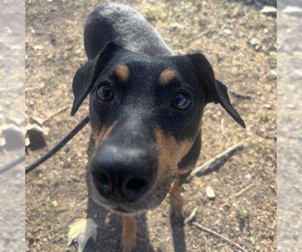 Medium Photo #1 Mutt Puppy For Sale in San Antonio, TX, USA