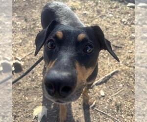 Mutt Dogs for adoption in San Antonio, TX, USA