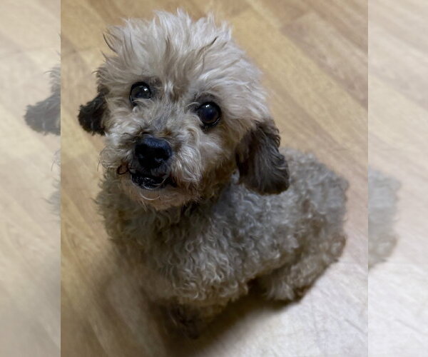 Medium Photo #1 Poodle (Miniature) Puppy For Sale in Mount Airy, NC, USA