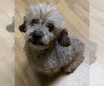 Small Poodle (Miniature)