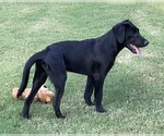 Small Photo #1 Labrador Retriever Puppy For Sale in KINGSTON, GA, USA