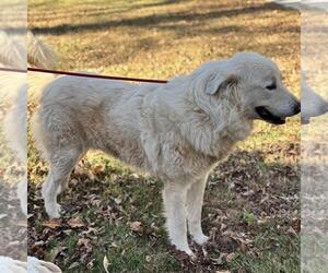 Great Pyrenees-Unknown Mix Dogs for adoption in Yardley, PA, USA