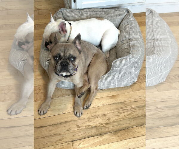 Medium Photo #2 French Bulldog Puppy For Sale in St. Louis Park, MN, USA