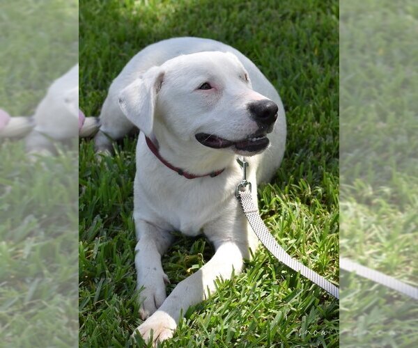 Medium Photo #3 American Pit Bull Terrier-Labrador Retriever Mix Puppy For Sale in Brewster, NY, USA