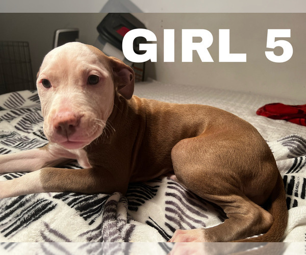 Medium Photo #1 American Pit Bull Terrier Puppy For Sale in CHICAGO, IL, USA
