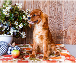 Small #9 Cavalier King Charles Spaniel