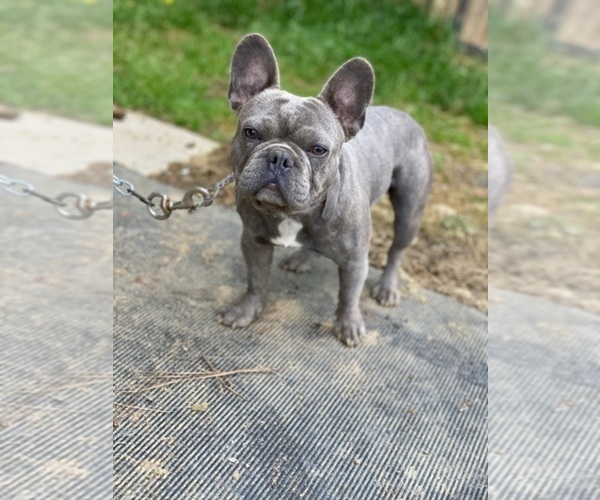 Medium Photo #1 French Bulldog Puppy For Sale in MARIETTA, GA, USA