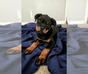 Rottweiler Puppy for sale in SAN BERNARDINO, CA, USA