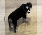 Small #13 Miniature Australian Shepherd