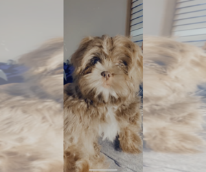 Medium Shih Tzu