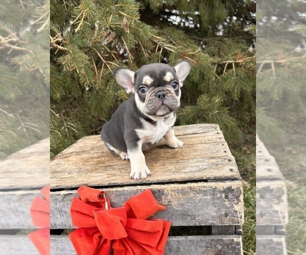 Medium Photo #1 French Bulldog Puppy For Sale in MIDDLEBURY, IN, USA