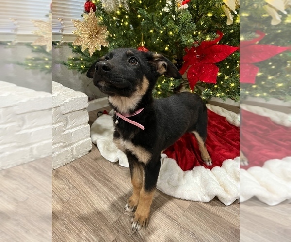 Medium Photo #3 Malinois Puppy For Sale in SACRAMENTO, CA, USA